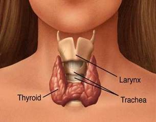 thryoid-gland.jpg